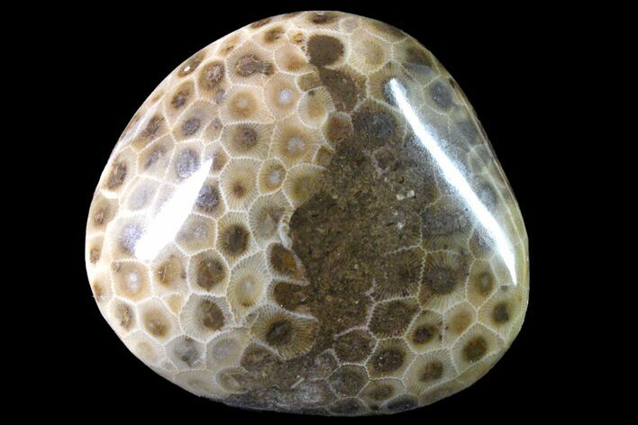 Polished Petoskey Stone (Fossil Coral) - Michigan #162057